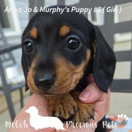 Girl 5 - Black and tan female Dachshund puppy in Anamosa, Iowa from Melsh Precious Pets