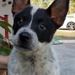 Australian Cattle Dog Puppies from Scrappington Kennels