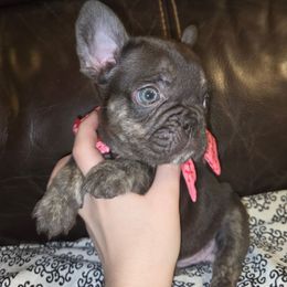 Cocoa - Liver female French Bulldog puppy in Graham, Washington from Kristy's French Bulldogs & Mini Schnauzers