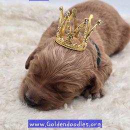 Willie - Apricot male Goldendoodle puppy in Neillsville, Wisconsin from Granton Creek