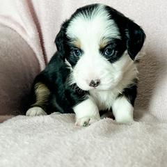 Aussiedoodle, Australian Mountain Doodle, and Bernedoodle Puppies from Rosewood Pine Doodles