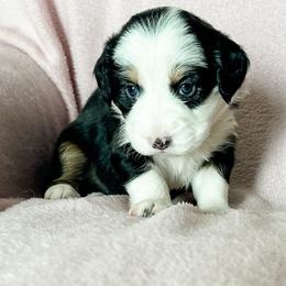 Aussiedoodle, Australian Mountain Doodle, and Bernedoodle Puppies from Rosewood Pine Doodles