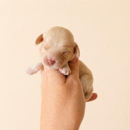 Lainey (Wilson) - Caramel cream female Australian Labradoodle puppy in Millville, California from Hope Lane Kennels