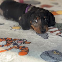 Dachshund Puppies from Wonderland Weenies