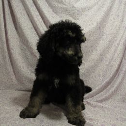 Aussiedoodle, Australian Shepherd, and Poodle Puppies from Kay Kay's Pupper Patch