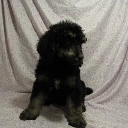Aussiedoodle, Australian Shepherd, and Poodle Puppies from Kay Kay's Pupper Patch