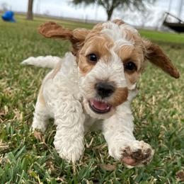 Pluto - Red and white male Cockapoo puppy in Pledger, Texas from Sugarbear Cockapoos