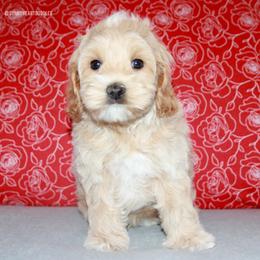 Polar - Apricot male Australian Labradoodle puppy in Hackettstown, New Jersey from Sunny Heart Doodles