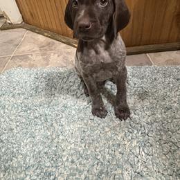 Mr. Big 1 - Liver roan male German Shorthaired Pointer puppy in Troy, North Carolina from Uwharrie GSP