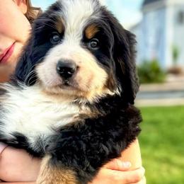 Bernese Mountain Dog Puppies from Golden Willow Puppies