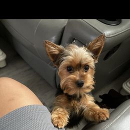 Selene - Yorkshire Terrier