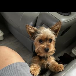 Selene - Yorkshire Terrier