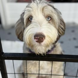 Zoe Zoe - Bernedoodle