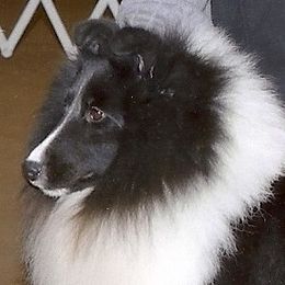 Bond - Shetland Sheepdog