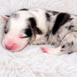 Dusty - Blue merle and white male Cardigan Welsh Corgi puppy in Kerens, West Virginia from Leather & Lace