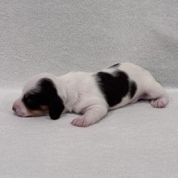 Dachshund Puppies from KJ Kennels of NJ