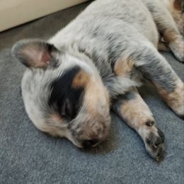 Australian Cattle Dog Puppies from DCR Working ACD