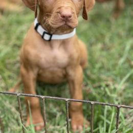 Male 3 - Golden rust male Vizsla puppy in Covington, Louisiana from Six Hitch Farm