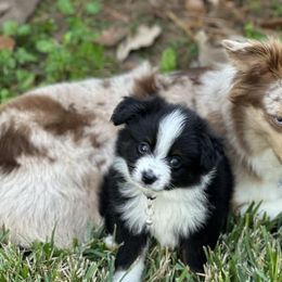 Toy Australian Shepherds from Harper n Cowboy
