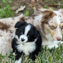 Toy Australian Shepherds from Harper n Cowboy