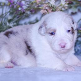 Lilly - Red merle female Australian Shepherd puppy in Easton, Missouri from MMA Kennel