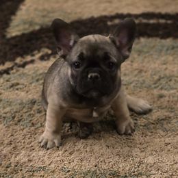 Dee dee - Fawn female French Bulldog puppy in Crane, Missouri from James River French Bulldogs