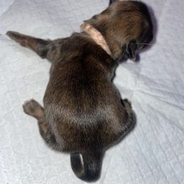 Nova - Brindle female Shih Tzu puppy in Pleasant Shade, Tennessee from Kuntry Tyme Shih Tzus