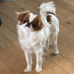 Japanese Chin puppies from Briarlea Japanese Chin