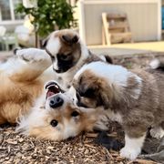 Icelandic Sheepdog Puppies from Hjarta Icelandics