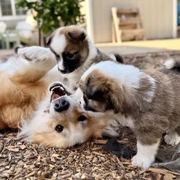 Icelandic Sheepdog Puppies from Hjarta Icelandics
