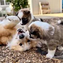 Icelandic Sheepdog Puppies from Hjarta Icelandics