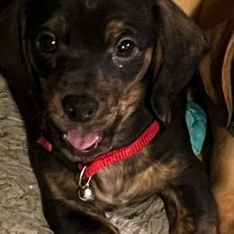 Boy 1 - Black and tan male Dachshund puppy in Saint Jo, Texas from Reeves Dashing-Hounds