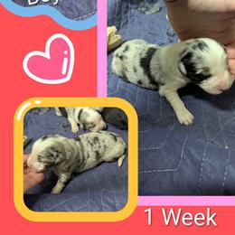 Australian Shepherd and Great Dane Puppies from AEW Farm