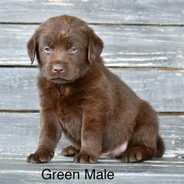 Green male - Chocolate male Labrador Retriever puppy in Mississippi from Sure Shot English Labs