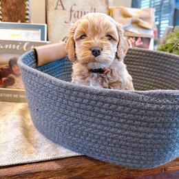 Elsa - Brown female Cockapoo puppy in Brownsboro, Texas from Fresh Mojo Farms&Paws