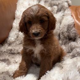Coco - Cream female Goldendoodle puppy in Sacramento, California from Little legacy doodles