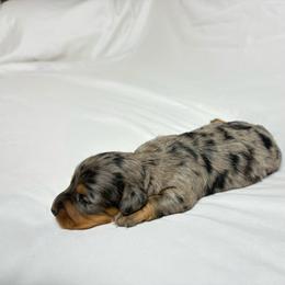 Mia - Dapple female Dachshund puppy in Fredericksburg, Ohio from William's Dachshunds