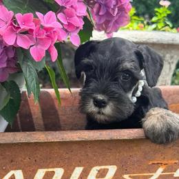 Willow - Black and silver female Miniature Schnauzer puppy in Taylorsville, North Carolina from Feather & Tail Acres