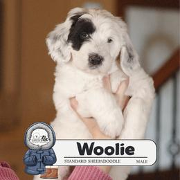 Woolie - Black and white male Sheepadoodle puppy in Cleveland, Tennessee from Narrow Path Old English & Sheepadoodles