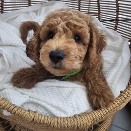 Goldendoodle Puppies from We R Mini Doodles