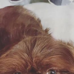 Shih Tzu Puppies from N.F.S.T Imperial ShihTzu Puppies.