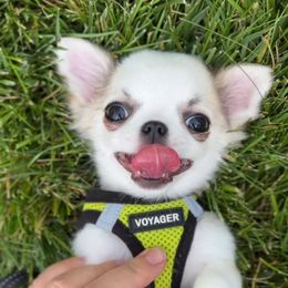 Hubert - Sable spotted white male Chihuahua puppy in Michigan from Fanciful Thrills Kennel