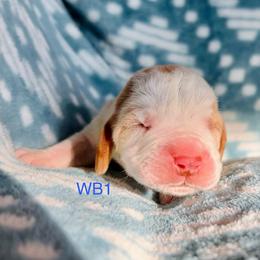 WB1 - Red and white male Basset Hound puppy in Britton, South Dakota from K&S Canines