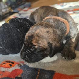 Edward - Brindle male Great Dane puppy in New York from Port Bay Danes