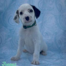 Forrest - White and black male Dalmatian puppy in Whitwell, Tennessee from Rock a Dalmatian “RockADal”