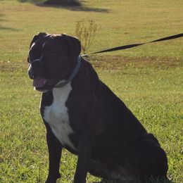 Saphy - Boxer