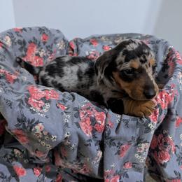 Cookie - Dapple female Dachshund puppy in Lyles, Tennessee from Knox Ridge Dachshunds