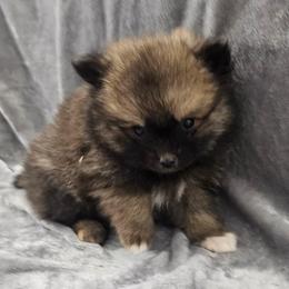 Onyx - Wolf sable male Pomsky puppy in Decatur, Illinois from Petite Pups