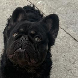 Chihuahuas and French Bulldogs from Sasha’s Elite Kennel LLC