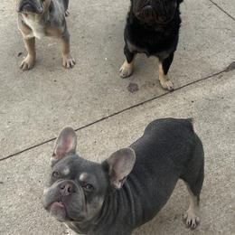 Chihuahuas and French Bulldogs from Sasha’s Elite Kennel LLC